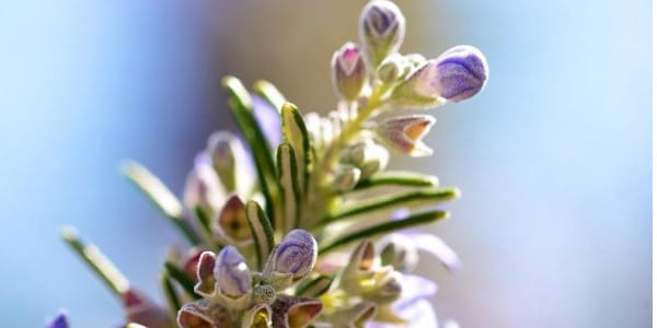 Rosmarin für die Haare: Mythos vs. Fakten – und sichere Anwendung im Alltag