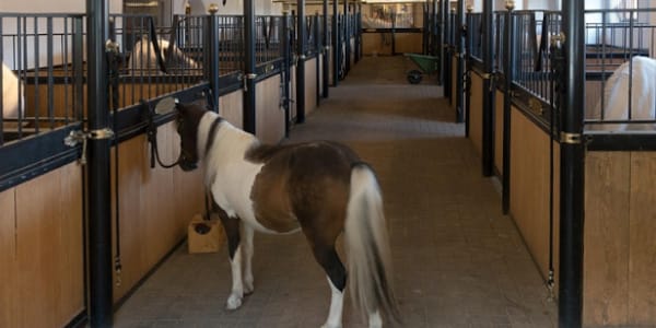 Pferdehaltung im Wandel: Moderne Trends bei Stall- und Boxensystemen